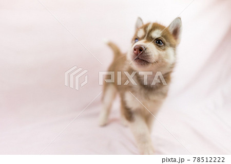 オッドアイのハスキーの子犬 オッドアイのハスキーの子犬 78512222