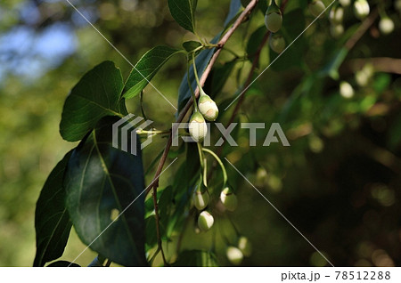 エゴノキの若い実 エゴノキの若い実 78512288