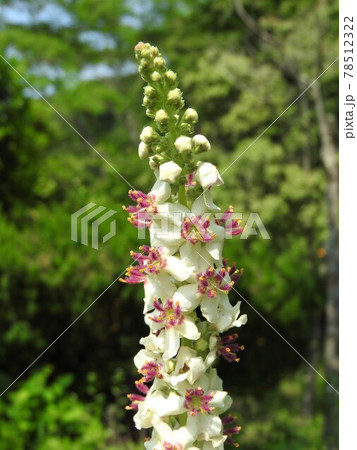 ヨーロッパ 北アフリカ等原産の帰化植物 シロバナモウズイカ の花の写真素材