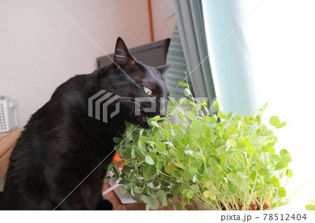 猫 猫 78512404