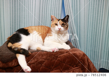 猫 猫 78512406