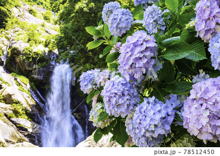 紫陽花が見頃の美しい見帰りの滝(佐賀県唐津市) 紫陽花が見頃の美しい見帰りの滝(佐賀県唐津市) 78512450