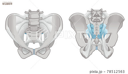 骨盤の正面と背面、後仙腸靭帯 78512563