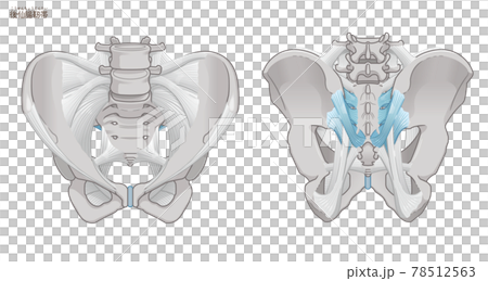 骨盆前後、薦髂後韌帶 骨盆前後、薦髂後韌帶 78512563