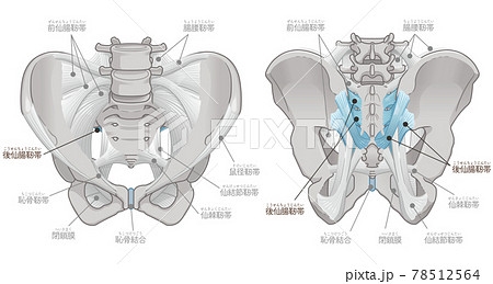 骨盤の正面と背面 後仙腸靭帯 テキスト付き のイラスト素材