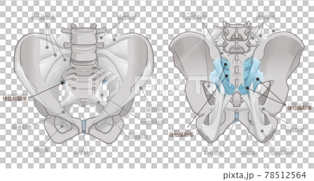 骨盆前後、薦髂後韌帶（附文字） 78512564