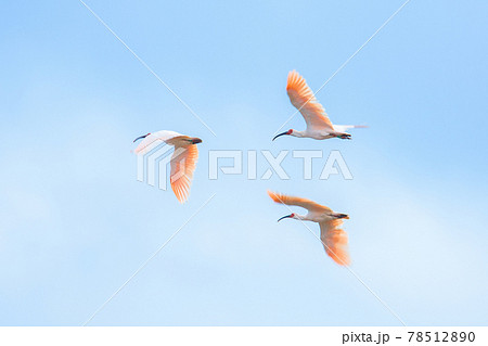 トキの飛翔1の写真素材 [78512890] - PIXTA