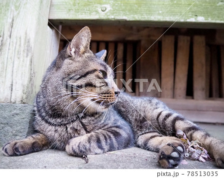 軒下で涼んでいる野良猫 78513035