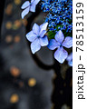 あじさい 78513159