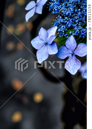 あじさい 78513159