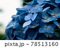 あじさい 78513160