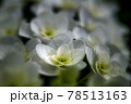 あじさい 78513163