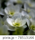 あじさい 78513166