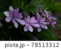 あじさい 78513312