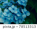 あじさい 78513313