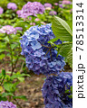 あじさい 78513314
