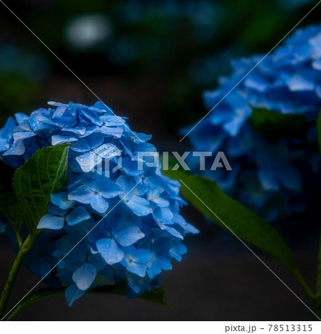 あじさい 78513315