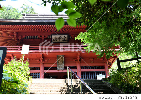 大平山あじさい坂の紫陽花開花始まる 78513548