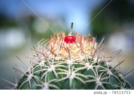 red fruit of melocactus on top of cactus cephalium red fruit of melocactus on top of cactus cephalium 78513753