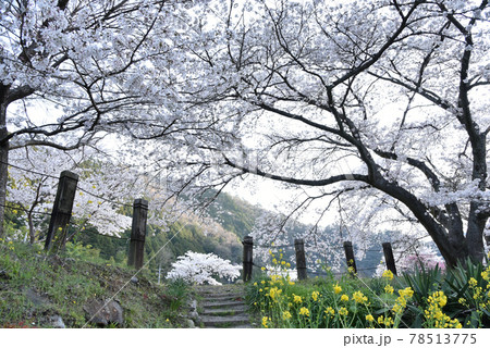 桜満開の安野花の駅公園　広島 78513775