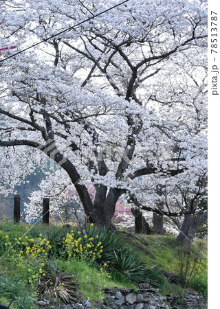 桜満開の安野花の駅公園 広島 春の景色 桜満開の安野花の駅公園 広島 春の景色 78513787