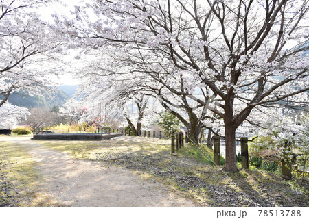 桜満開の安野花の駅公園 広島 春の景色 桜満開の安野花の駅公園 広島 春の景色 78513788