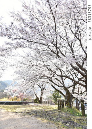 桜満開の安野花の駅公園　広島　春の景色 78513793