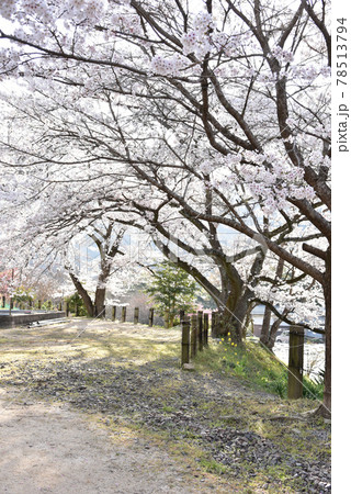 桜満開の安野花の駅公園　広島　春の景色 78513794