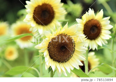 白と黒のコントラストが絶妙のひまわりの花 白と黒のコントラストが絶妙のひまわりの花 78513894