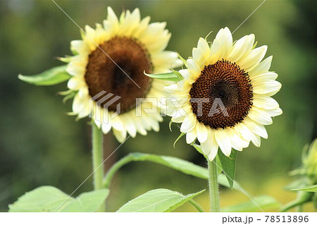 目立たない様で目立つ白い向日葵の花 目立たない様で目立つ白い向日葵の花 78513896