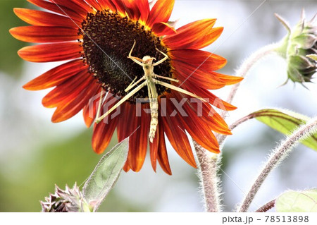 ひまわりの花の謎の生物の正体は昆虫の幼生かな？ 78513898