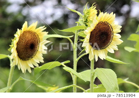 白いひまわりの花言葉は程良き恋愛 78513904