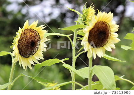 ひまわりの花を国花にしている国もあります ひまわりの花を国花にしている国もあります 78513906