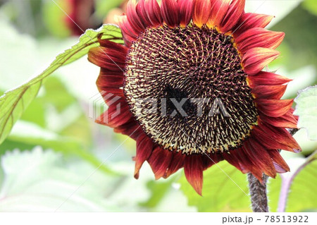 馬見丘陵公園には色々な品種のヒマワリの花が 78513922