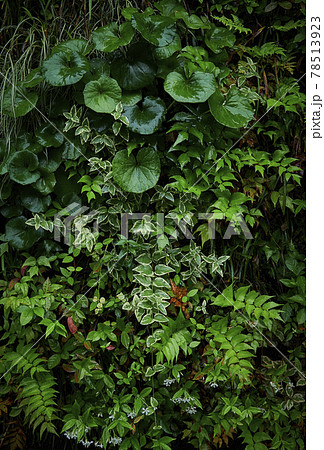 植物の葉1 植物の葉1 78513923