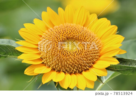 中心から放射状に広がる舌状花と筒状花 78513924