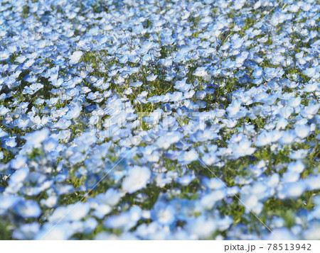 どこまでも続く青いネモフィラの花 どこまでも続く青いネモフィラの花 78513942