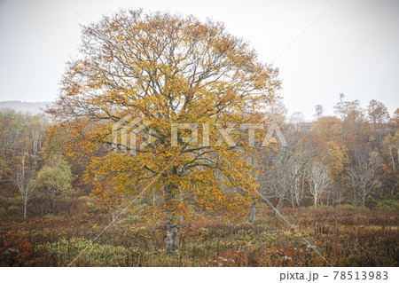 晩秋の高原牧場に黄葉した大木と枯れ木が重なりながら枝を広げるの写真素材