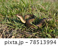 ヒバカリ　蛇 78513994