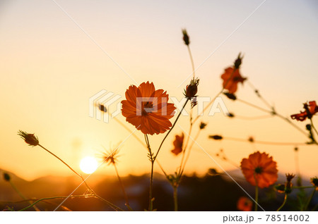 さわやかな秋晴れを背景に夕日を浴びている美しい秋桜 日本2020年秋撮影Cosmos flowers さわやかな秋晴れを背景に夕日を浴びている美しい秋桜 日本2020年秋撮影Cosmos flowers 78514002