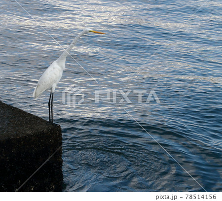 隅田川のシラサギ 78514156
