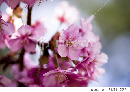 カワヅザクラの花のクローズアップ写真です。 カワヅザクラの花のクローズアップ写真です。 78514222