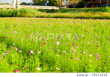 さわやかな秋の季節　夕日を浴びている美しい秋桜　日本2020年秋撮影 78514258