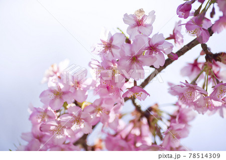 青空の下にカワヅザクラ(河津桜)の花が咲いています。 青空の下にカワヅザクラ(河津桜)の花が咲いています。 78514309