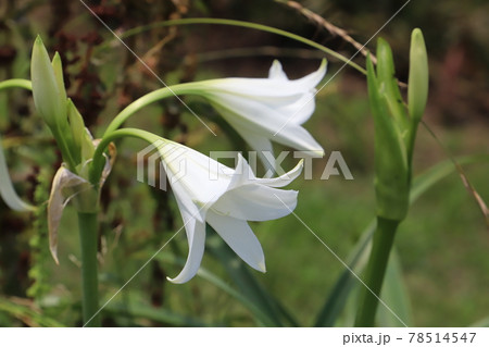 日本の初夏の公園に咲くハマユウの白い花 78514547