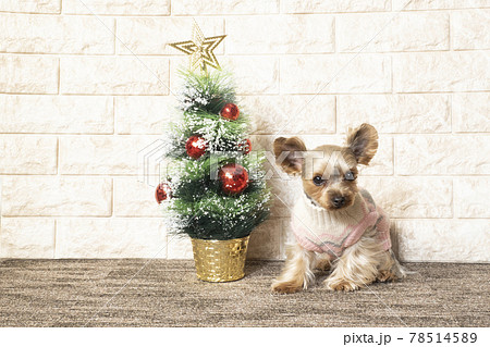 クリスマスツリーとヨークシャテリア 78514589