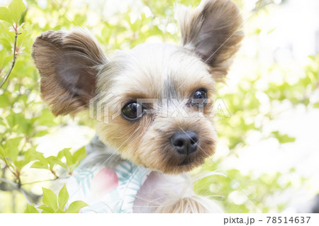 新緑と微笑むヨークシャテリアの珠実 新緑と微笑むヨークシャテリアの珠実 78514637