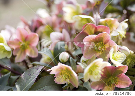 クリスマスローズの花が咲いています。学名はHelleborusです。 クリスマスローズの花が咲いています。学名はHelleborusです。 78514786