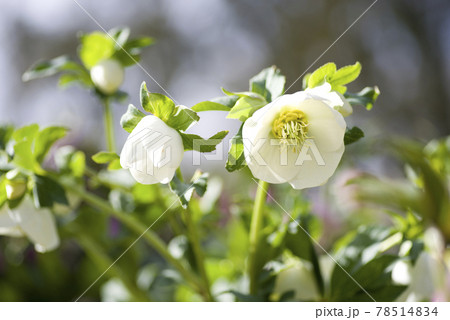 クリスマスローズの花が咲いています。学名はHelleborusです。 78514834