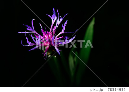 Centaurea montana On Italian Prealps Centaurea montana On Italian Prealps 78514953